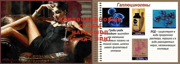 индика Ельня